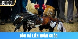 Đòn đá liên hoàng cước