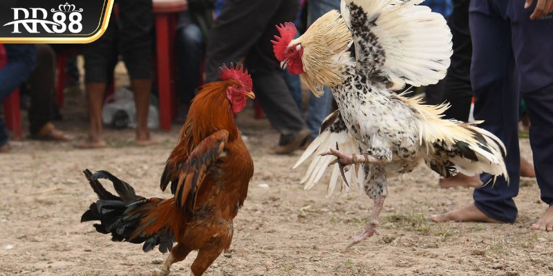 Đòn đá liên hoàn cước là tuyệt kỹ tấn công lợi hại trong chọi gà