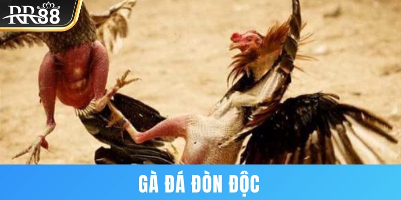 Gà đá đòn độc