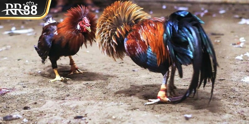 Luật chơi chọi gà cơ bản mà người mới cần ghi nhớ
