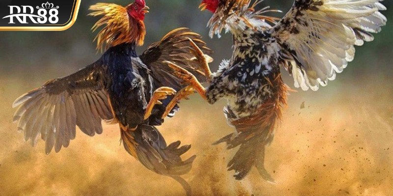 Top những kỹ thuật gà đá đòn độc mà kê sư nên huấn luyện
